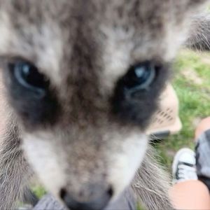 Meet your Posher, Ash